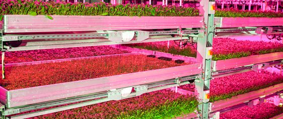 Fresh Direct partners with Fischer Farms to boost sustainability